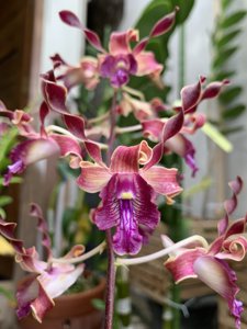 <i>Dendrobium</i> Jamaica