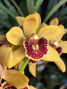 Cymbidium Andrew Legacy-Pacific Sparkle