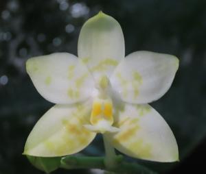 Phalaenopsis Lyndon Reflex