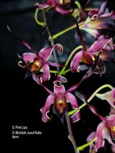<i>Dendrobium</i> Minak Jinggo