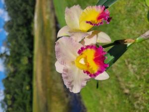 Rhyncholaeliocattleya Lisa Taylor Gallis