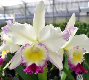 <i>Rhyncholaeliocattleya</i> Ellen Kobayashi