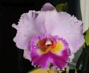 <i>Rhyncholaeliocattleya</i> Burdekin News