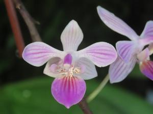 <i>Phalaenopsis</i> Venus
