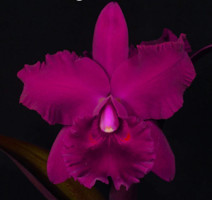 <i>Rhyncholaeliocattleya</i> Galleguita del Paraíso