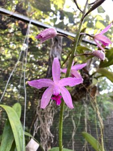 <i>Cattleya</i> x <i>odiloniana</i>