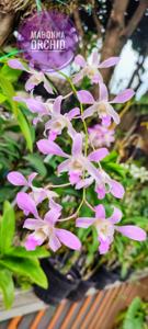 Dendrobium Jaquelyn Thomas