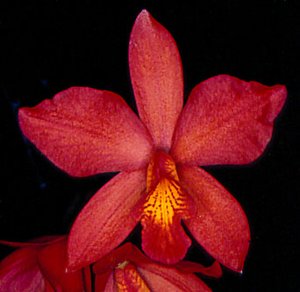 <i>Cattlianthe</i> Aloha Sparkle