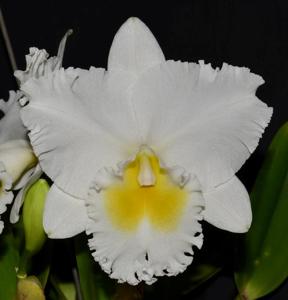 <i>Rhyncholaeliocattleya</i> Paradise Sea Foam