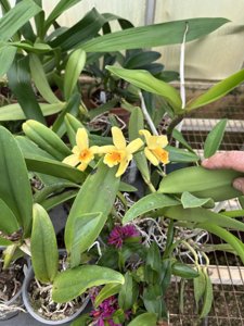 Rhyncattleanthe Cynthia's Yellow Ribbon