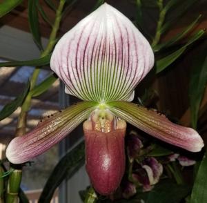 Paphiopedilum Magical Fred