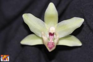 Kefericzella sanguinolenta-palatina