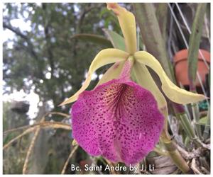 Brassocattleya Saint André