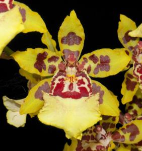 Oncostele Wildcat
