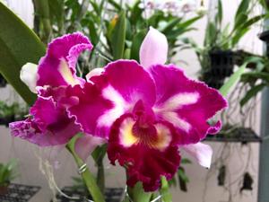 Cattleya Chiou-Jye Chen