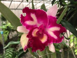 Cattleya Chiou-Jye Chen