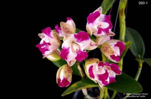 Cattleya Monte Elegante