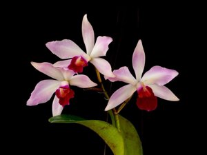 Cattleya Canaima's First