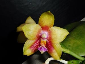 Phalaenopsis Mituo Gelb Eagle
