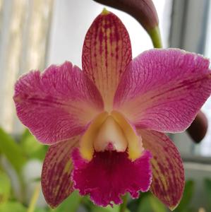 Rhyntonleya Rosella's Little Leopard