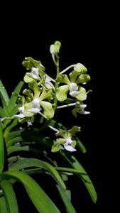 Vanda Golden Doubloon