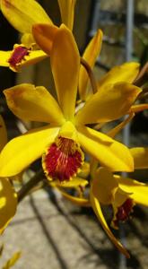 Enanthleya Pixie Charm