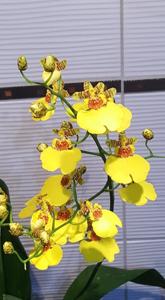 Oncidesa Sweet Sugar