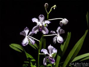 Vanda Gilbert Triboulet