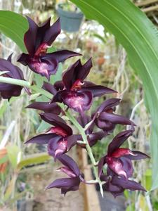 Catasetum Ten Dragons