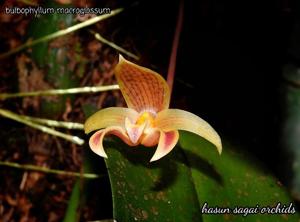 Bulbophyllum microglossum