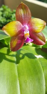 Phalaenopsis Pylo's Dragon Princess