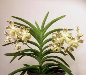 Vanda Doctor Goh Keng Swee