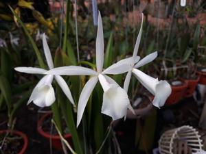 Brassocattleya Interdosa