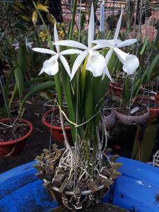 Brassocattleya Interdosa
