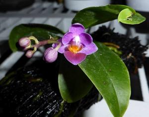 Phalaenopsis Tassanee Jongdamkerng