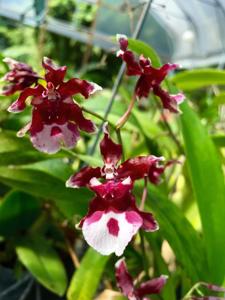 Oncidium Heaven Scent