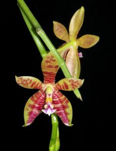 Phalaenopsis Corona