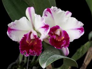 Rhyncholaeliocattleya Kuwale Gem