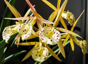 Brassocattleya Yellow Bird