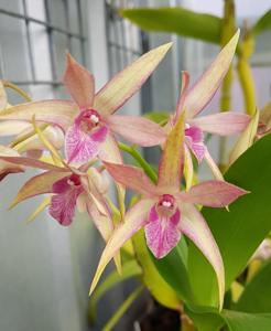 <i>Dendrobium</i> Colonial Campio-Sunglow