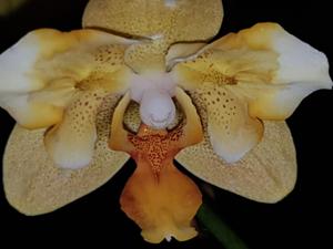Phalaenopsis Little Emperor