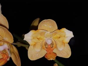 Phalaenopsis Little Emperor