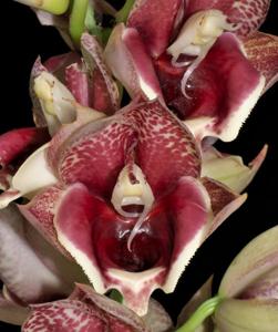 Catasetum Semiroseum