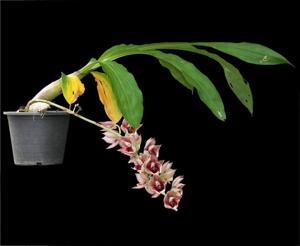 Catasetum Semiroseum