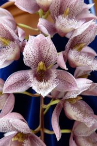 Clowesetum Alexandra Savva