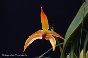 Bulbophyllum Frank Smith