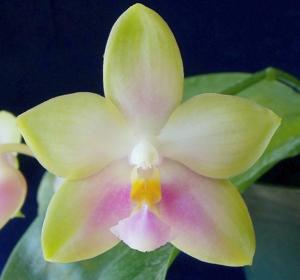 Phalaenopsis Ba-Shi Canary