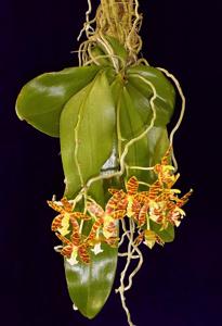 Phalaenopsis Corona