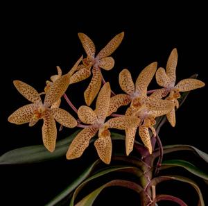 Renanthopsis Mildred Jameson