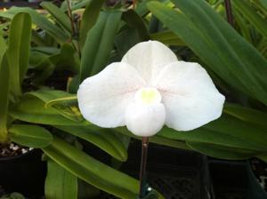 <i>Paphiopedilum</i> Deception II
